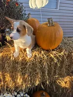 George, a male Pembroke Welsh Corgi for sale in Opdyke, IL – 1 of 3