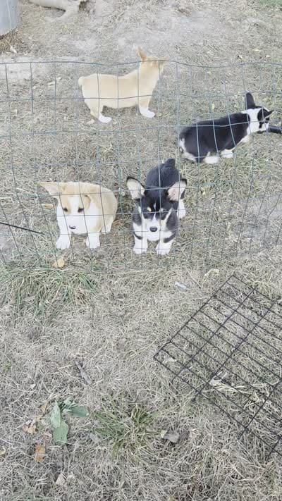 Elmer, a male Pembroke Welsh Corgi for sale in Opdyke, IL – 2 of 2