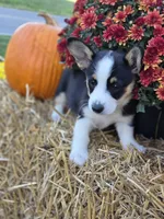 Benji, a male Pembroke Welsh Corgi for sale in Opdyke, IL – 1 of 5