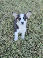 Benji, a male Pembroke Welsh Corgi for sale in Opdyke, IL – 5 of 5