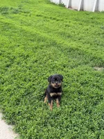 Black collar boy , a male Rottweiler for sale in Omaha, NE – 9 of 9
