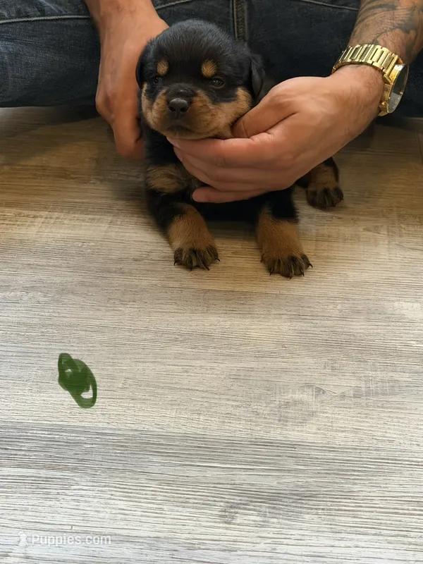 Champion  Rottweilers: Green boy – Rottweiler puppy for sale in Omaha, NE