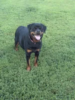 Blue collar boy, a male Rottweiler for sale in Omaha, NE – 4 of 4