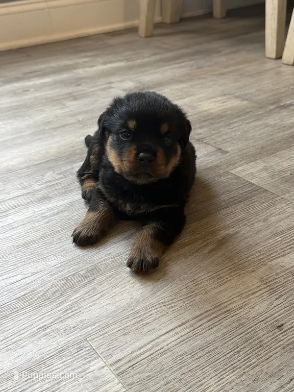 Blue collar boy – Rottweiler puppy for sale in Omaha, NE