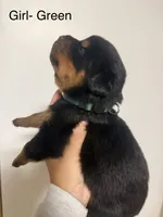 Green collar girl , a female Rottweiler for sale in Omaha, NE – 2 of 2