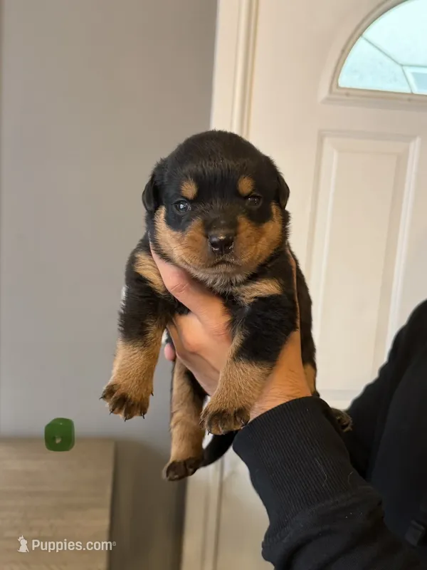 Champion  Rottweilers: Green boy – Rottweiler puppy for sale in Omaha, NE