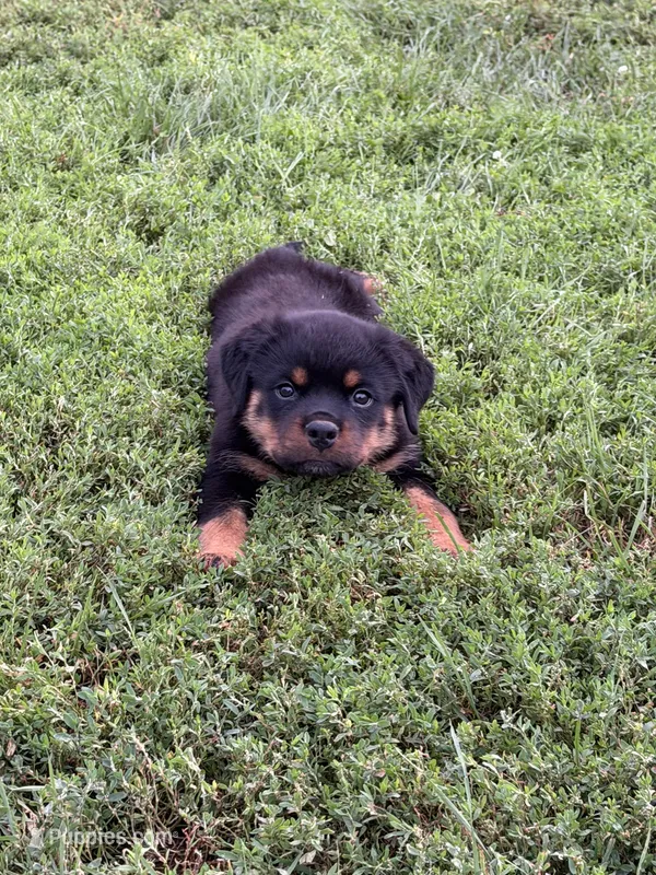 Blue collar boy – Rottweiler puppy for sale in Omaha, NE