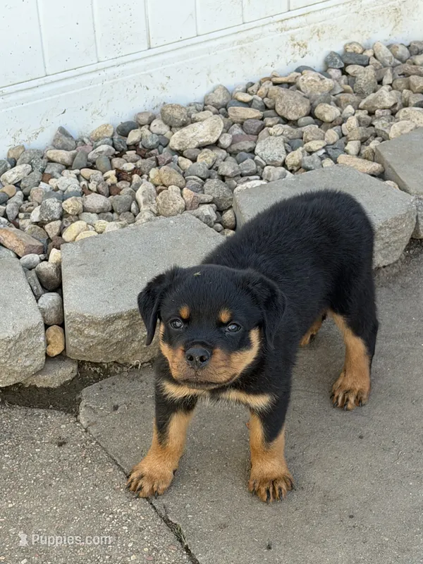 Champion  Rottweilers: Green boy – Rottweiler puppy for sale in Omaha, NE