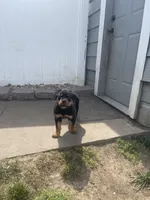 Champion  Rottweilers: Green boy, a male Rottweiler for sale in Omaha, NE – 2 of 6