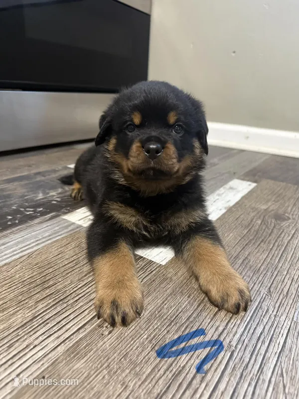 Blue  collar boy  – Rottweiler puppy for sale in Omaha, NE
