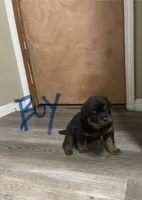 Blue collar boy , a male Rottweiler for sale in Omaha, NE – Photo 2 of 2