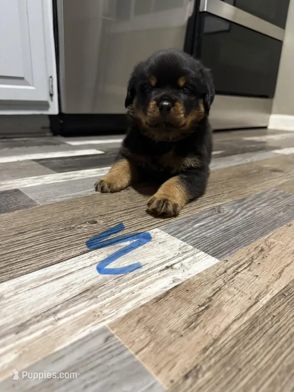 Blue  collar boy  – Rottweiler puppy for sale in Omaha, NE
