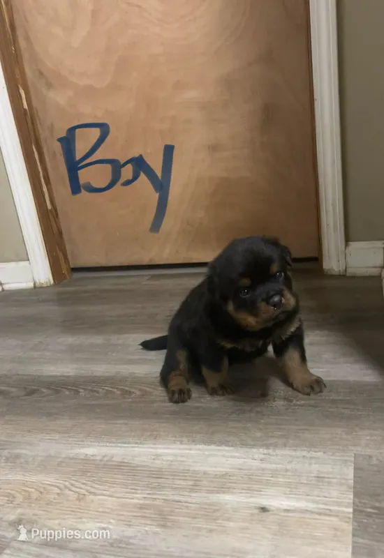 Blue collar boy  – Rottweiler puppy for sale in Omaha, NE