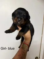 Blue collar Boy, a male Rottweiler for sale in Omaha, NE – 1 of 2