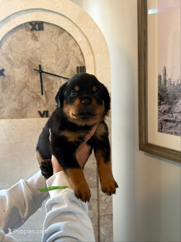 Green collar girl  – Rottweiler puppy for sale in Omaha, NE
