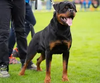 Champion  Rottweilers: Green boy, a male Rottweiler for sale in Omaha, NE – 3 of 6