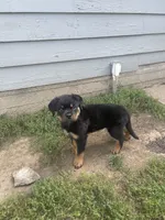 Blue collar boy, a male Rottweiler for sale in Omaha, NE – 2 of 4