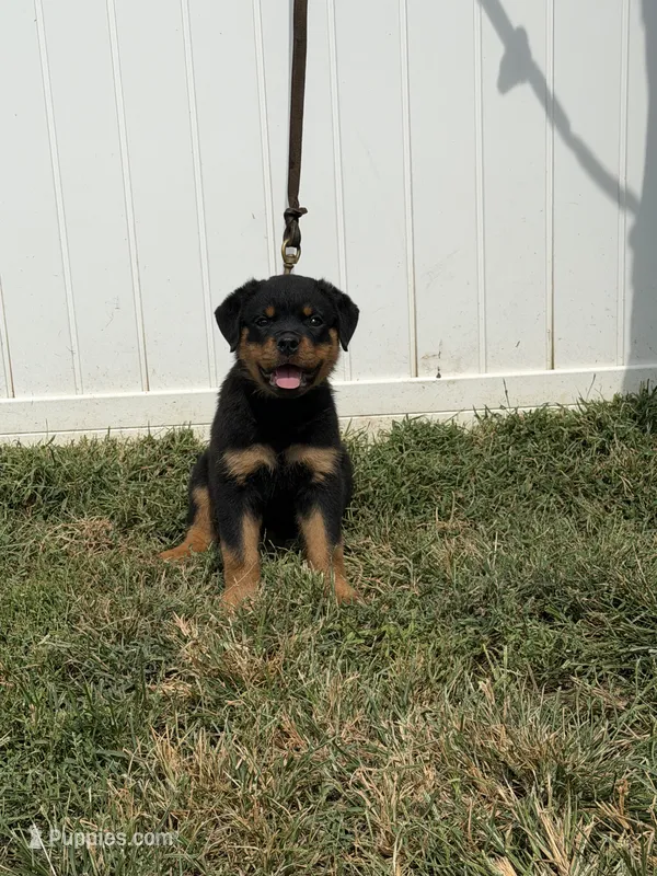 Champion  Rottweilers: Green boy – Rottweiler puppy for sale in Omaha, NE