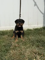 Champion  Rottweilers: Green boy, a male Rottweiler for sale in Omaha, NE – 1 of 6