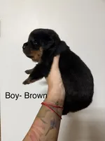Brown collar boy , a male Rottweiler for sale in Omaha, NE – 2 of 2