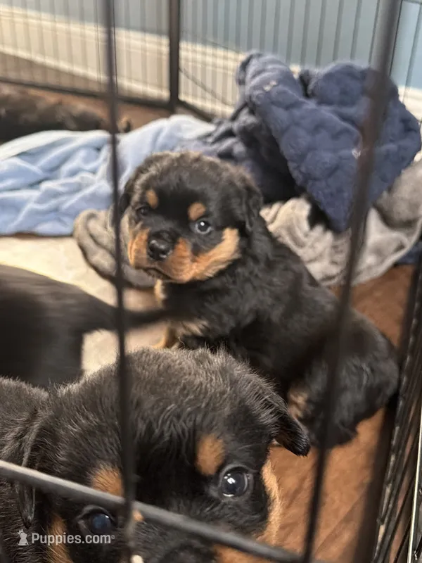 Champion Rottweilers: Red Boy – Rottweiler puppy for sale in Omaha, NE