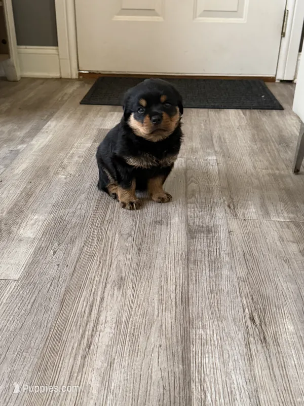Champion Rottweilers: Red Boy – Rottweiler puppy for sale in Omaha, NE