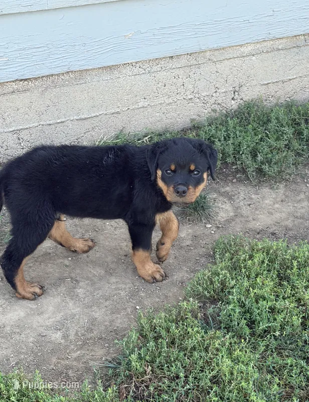 Champion  Rottweilers: Green boy – Rottweiler puppy for sale in Omaha, NE