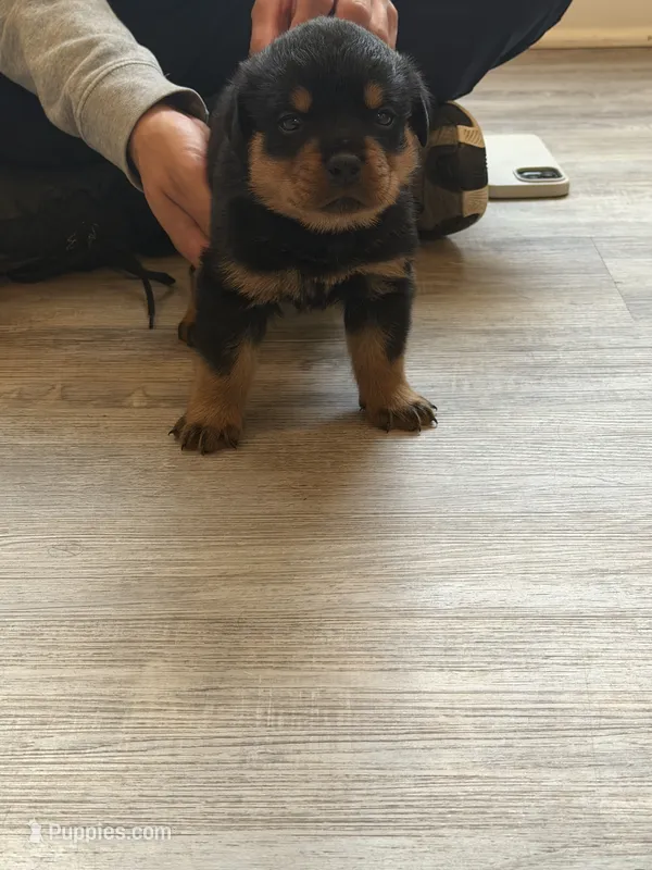 Purple collar girl – Rottweiler puppy for sale in Omaha, NE