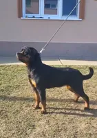 Champion Rottweilers: Red Boy, a male Rottweiler for sale in Omaha, NE – 3 of 3