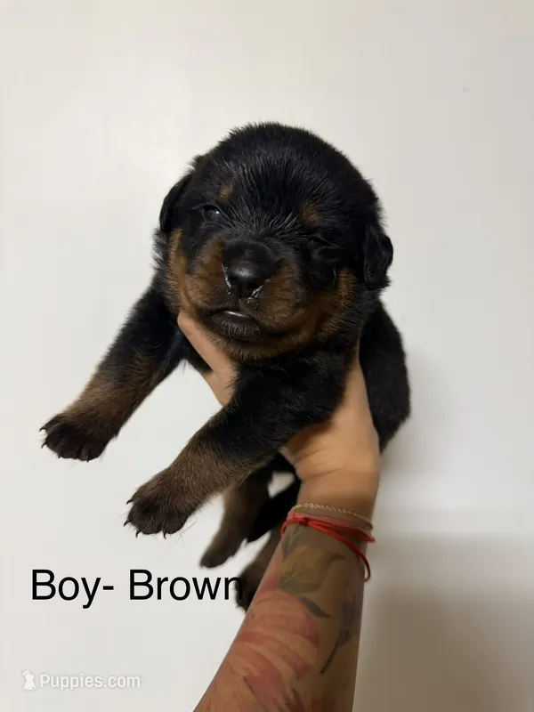 Brown collar boy  – Rottweiler puppy for sale in Omaha, NE