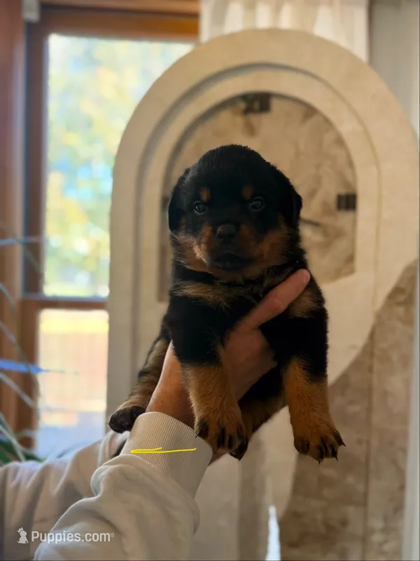 Yellow collar girl  – Rottweiler puppy for sale in Omaha, NE