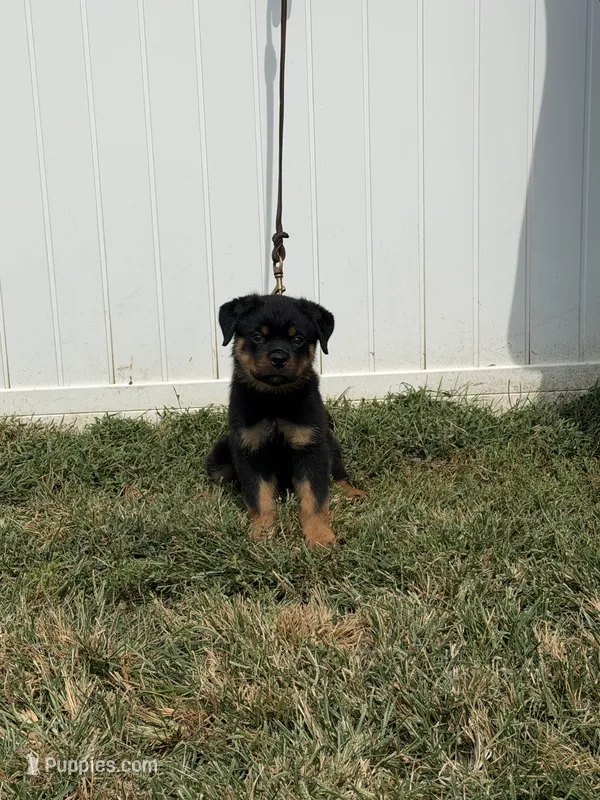 Blue collar boy – Rottweiler puppy for sale in Omaha, NE