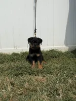 Blue collar boy, a male Rottweiler for sale in Omaha, NE – 1 of 4