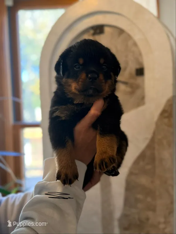 Black collar Girl  – Rottweiler puppy for sale in Omaha, NE