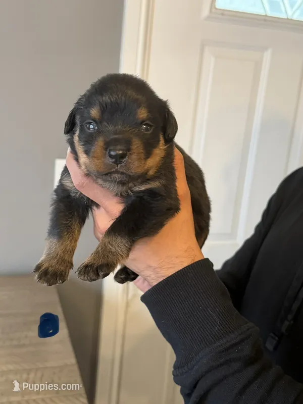 Blue collar boy – Rottweiler puppy for sale in Omaha, NE
