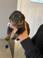 Blue collar boy, a male Rottweiler for sale in Omaha, NE – 1 of 1