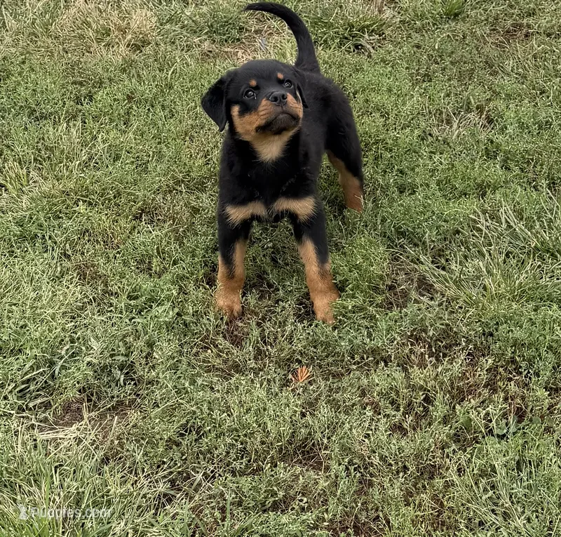 Champion  Rottweilers: Green boy – Rottweiler puppy for sale in Omaha, NE