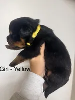 Yellow collar girl , a female Rottweiler for sale in Omaha, NE – 2 of 2