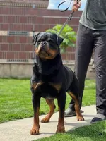 Blue collar boy, a male Rottweiler for sale in Omaha, NE – 3 of 4