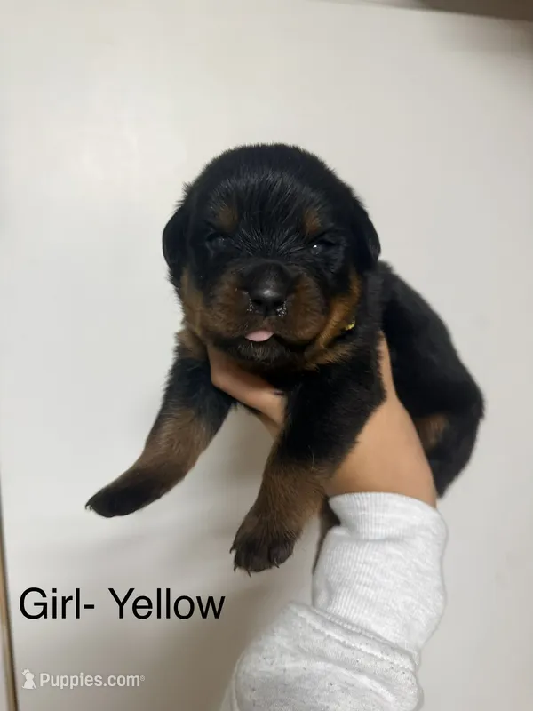 Yellow collar girl  – Rottweiler puppy for sale in Omaha, NE