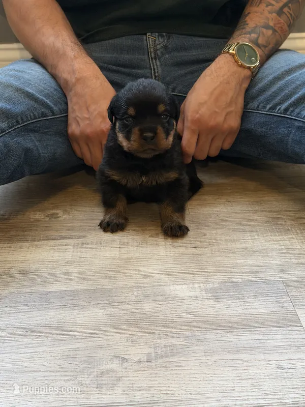 Blue collar boy – Rottweiler puppy for sale in Omaha, NE