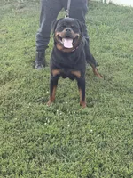 Champion  Rottweilers: Green boy, a male Rottweiler for sale in Omaha, NE – 2 of 3