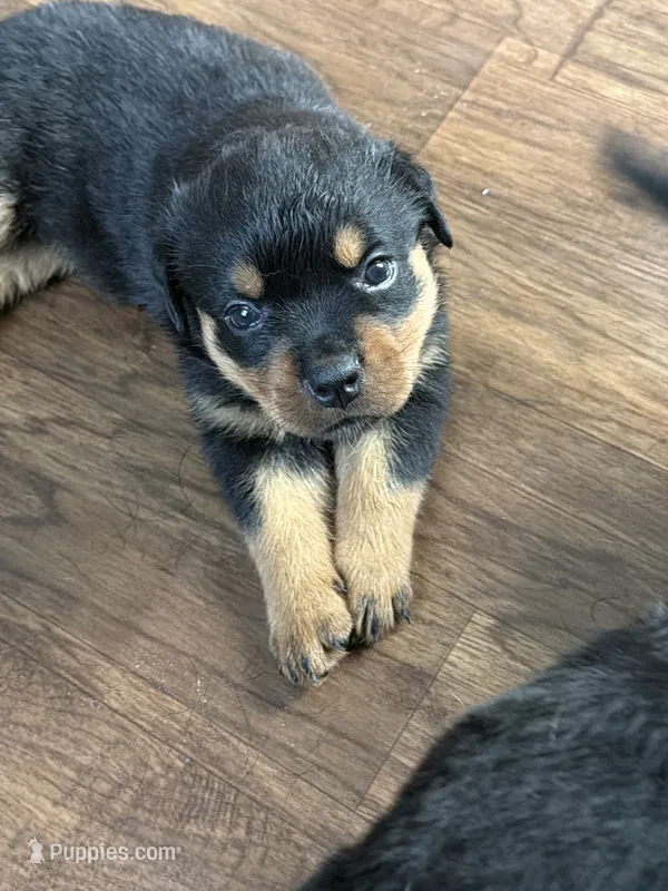 Champion  Rottweilers: Green boy – Rottweiler puppy for sale in Omaha, NE