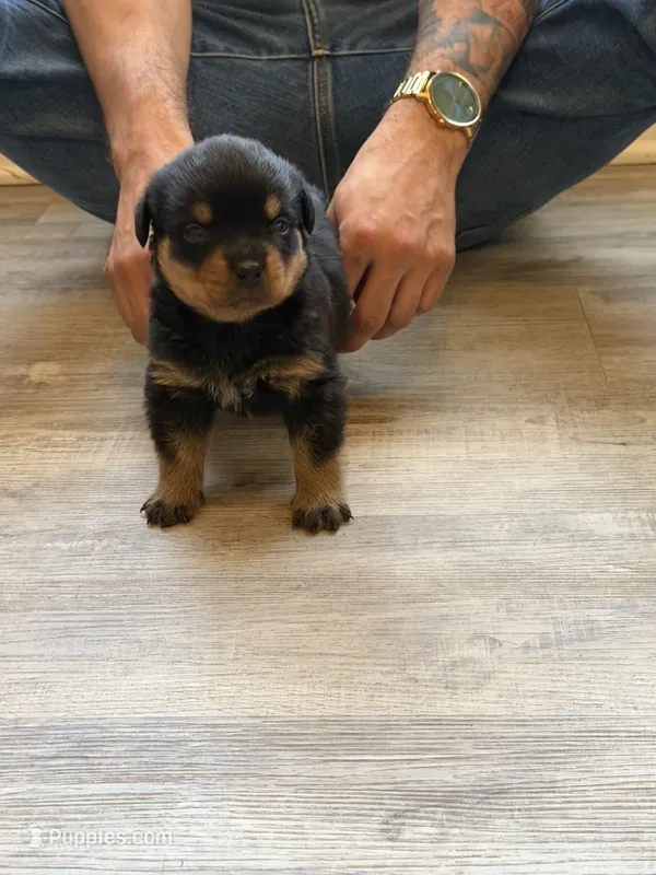 Purple collar girl – Rottweiler puppy for sale in Omaha, NE