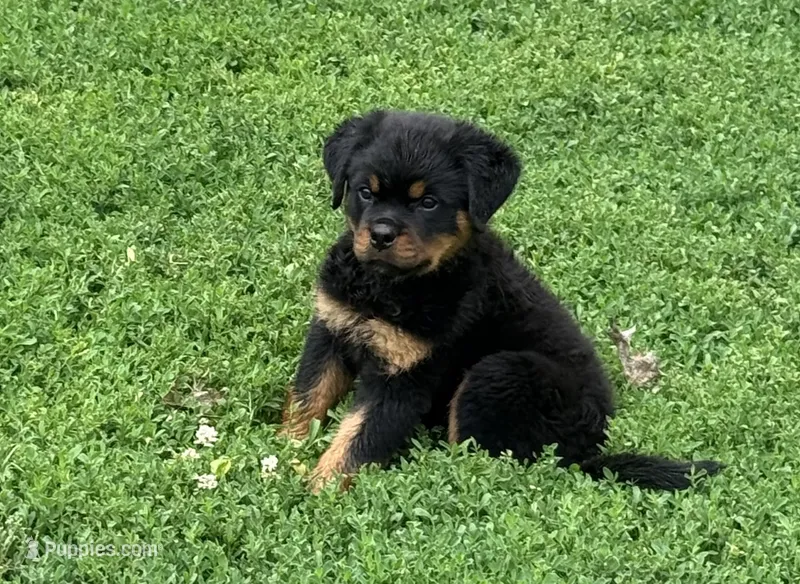 Black collar boy  – Rottweiler puppy for sale in Omaha, NE