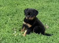 Black collar boy , a male Rottweiler for sale in Omaha, NE – 1 of 9