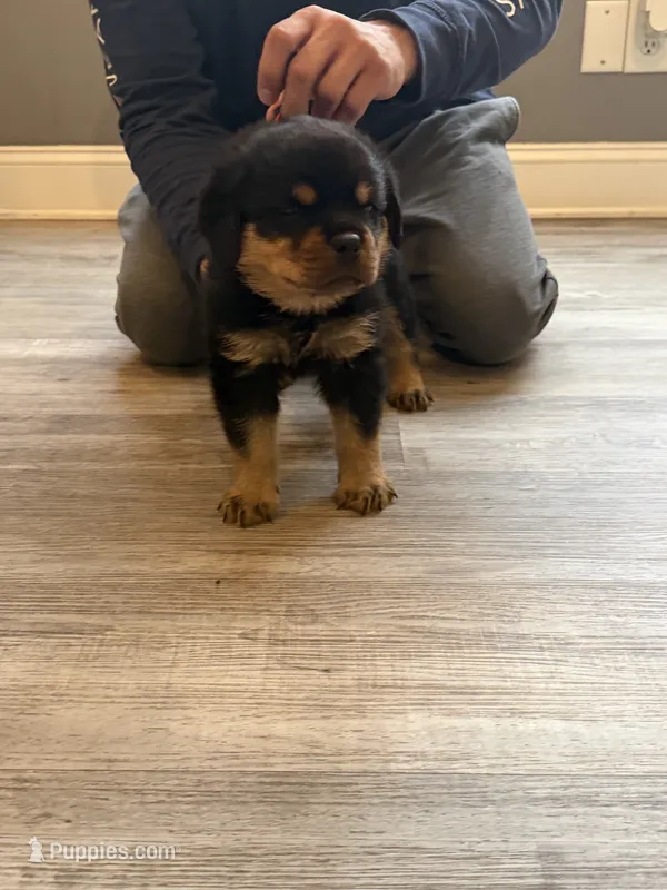 Champion Rottweilers: Red Boy – Rottweiler puppy for sale in Omaha, NE