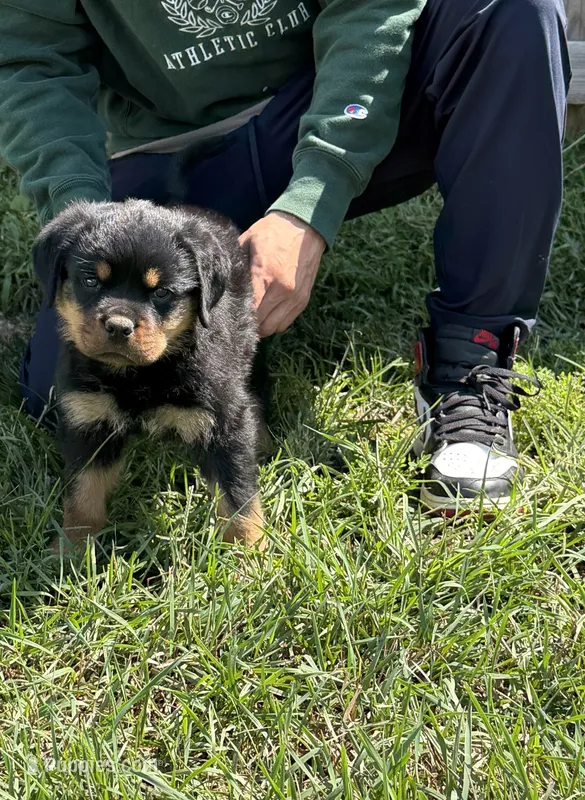 Champion Rottweilers: Red Boy – Rottweiler puppy for sale in Omaha, NE