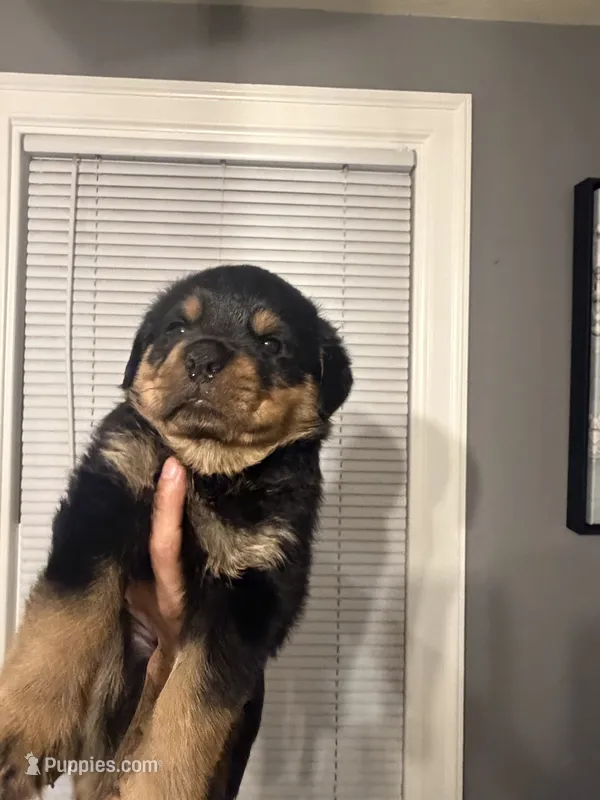 Champion Rottweilers: Red Boy – Rottweiler puppy for sale in Omaha, NE