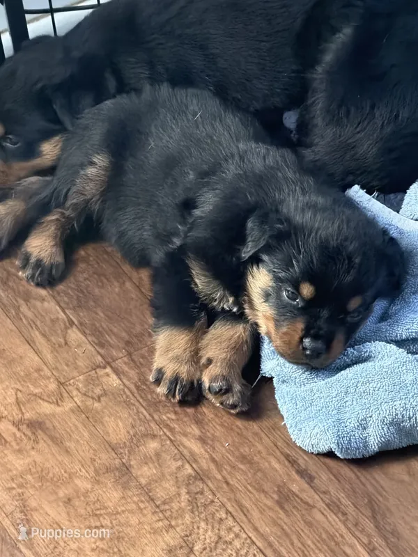 Blue collar boy – Rottweiler puppy for sale in Omaha, NE